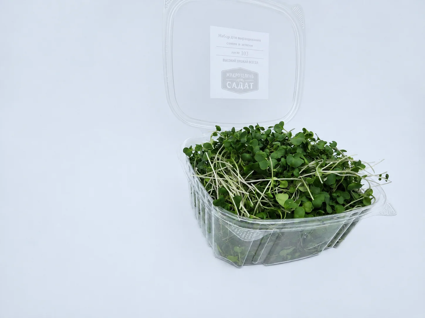 Broccoli microgreens 3