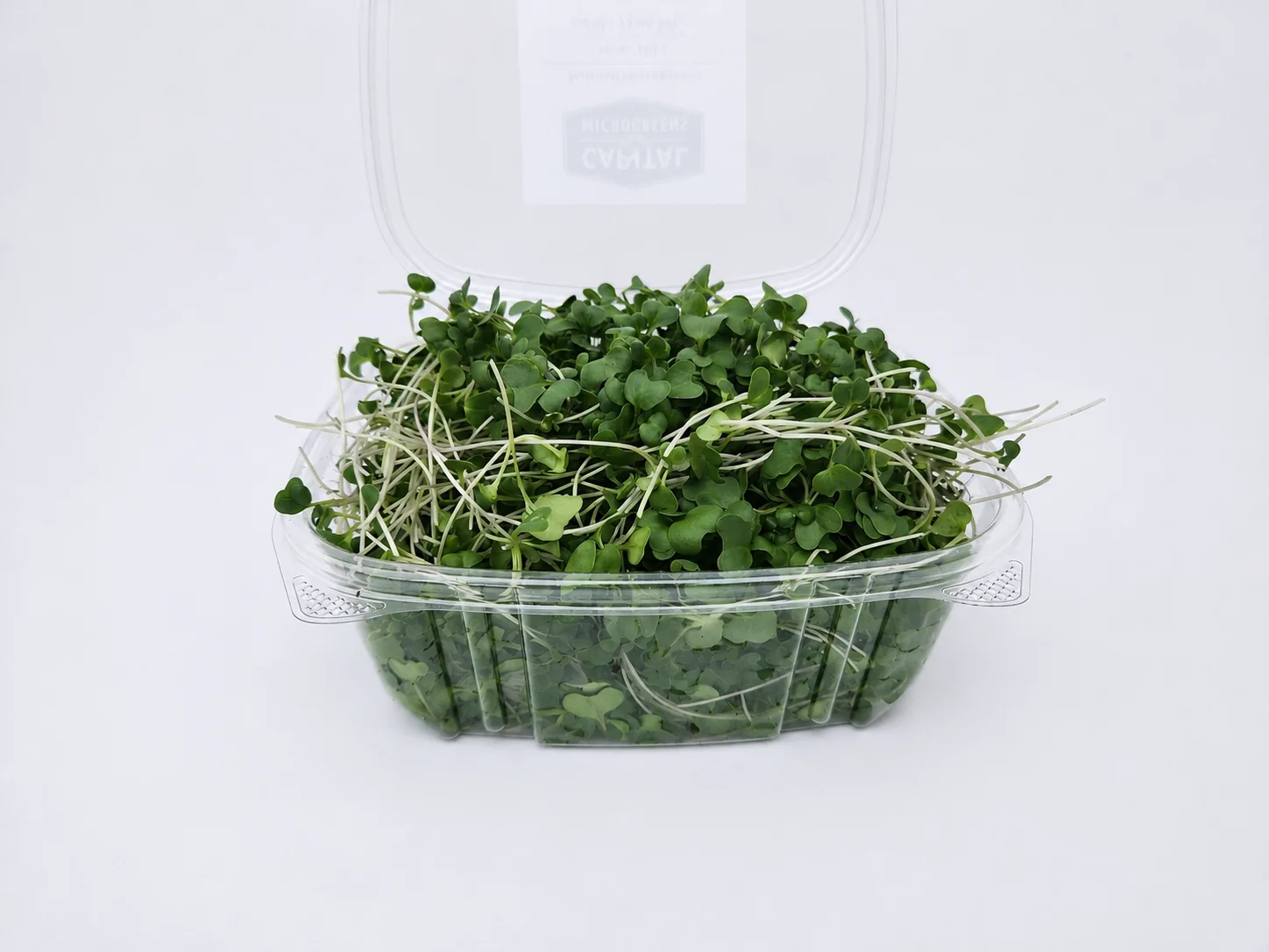 Broccoli microgreens 1
