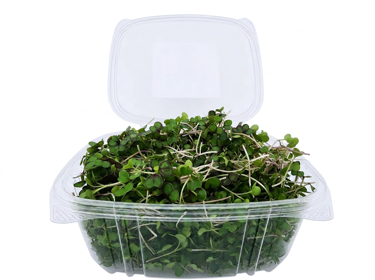 Green Kale microgreens 3