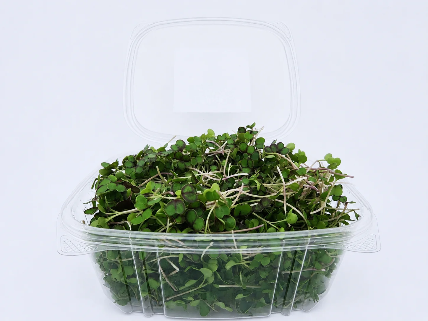 Green Kale microgreens 3