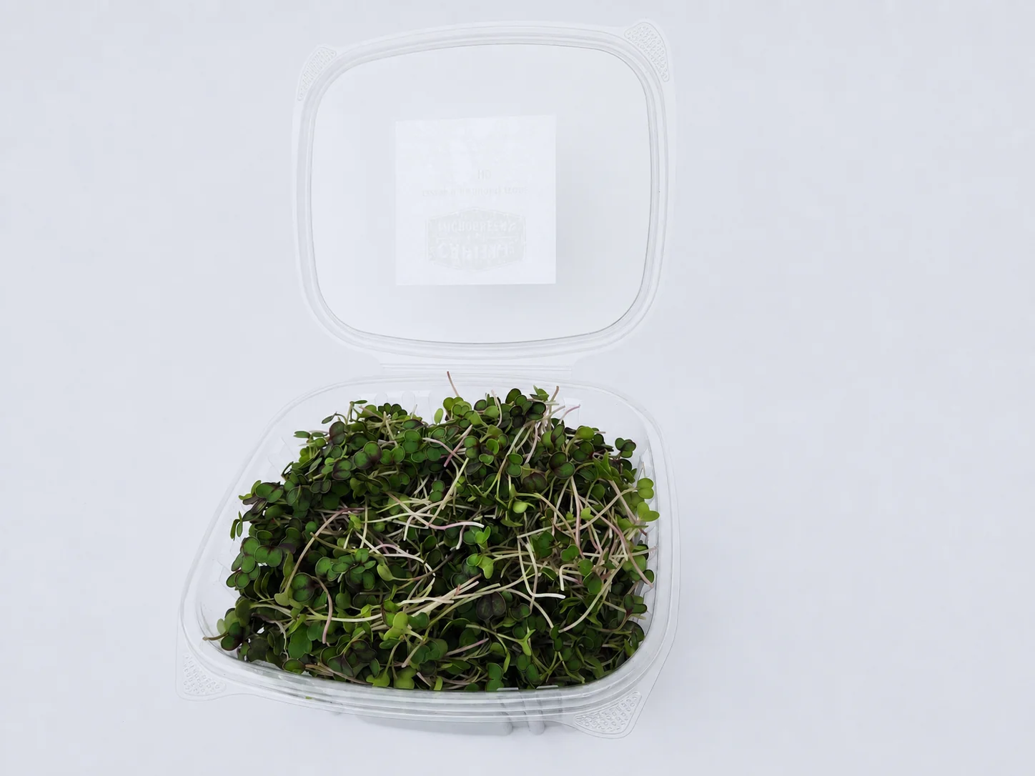Green Kale microgreens 1