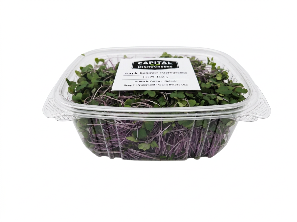 Purple Kohlrabi microgreens 4