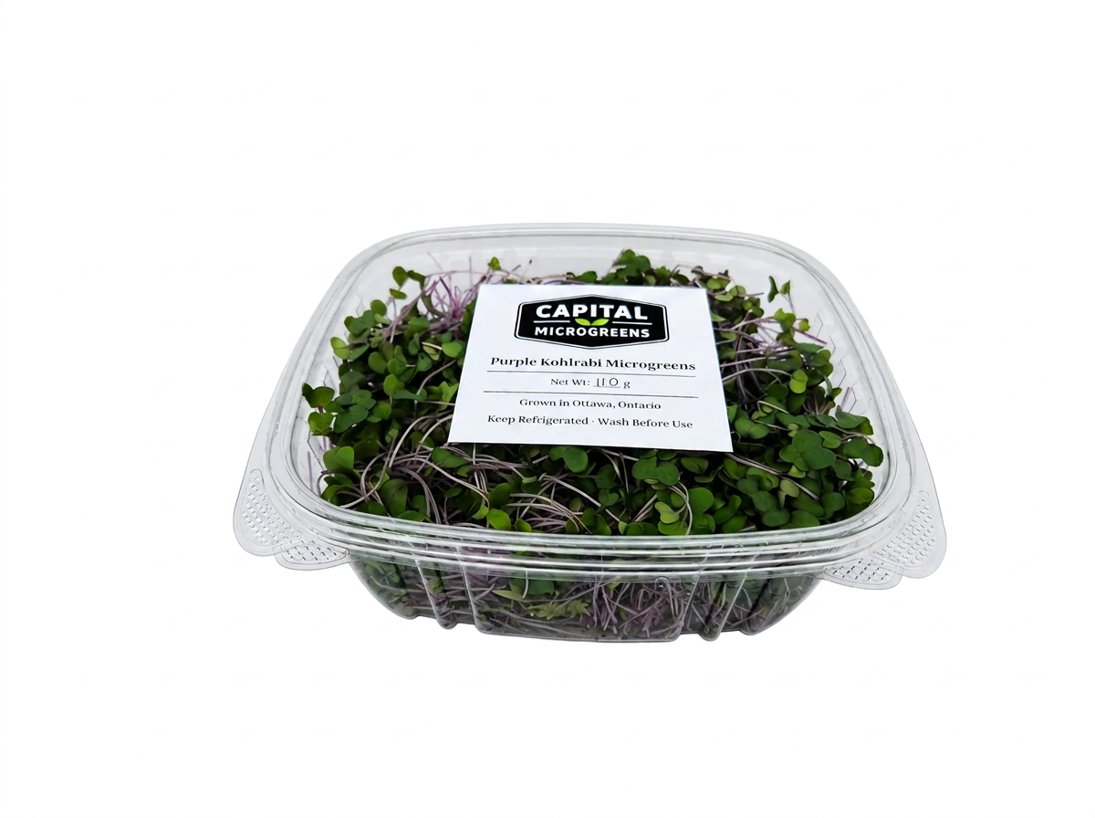 Purple Kohlrabi microgreens 2