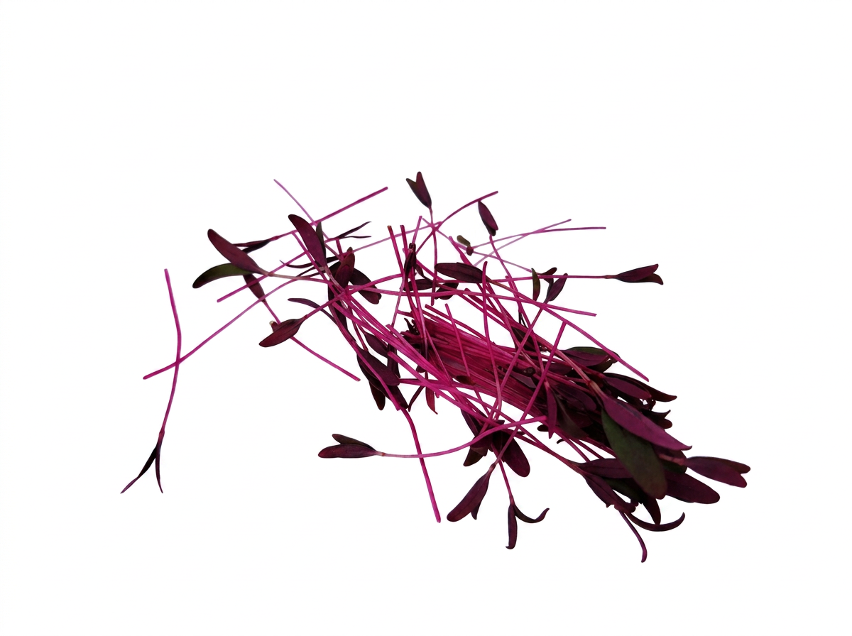 Red Amaranth microgreens 3