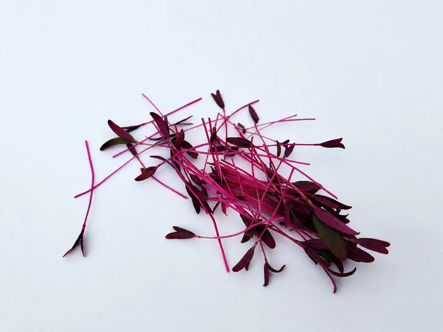 Red Amaranth microgreens 3