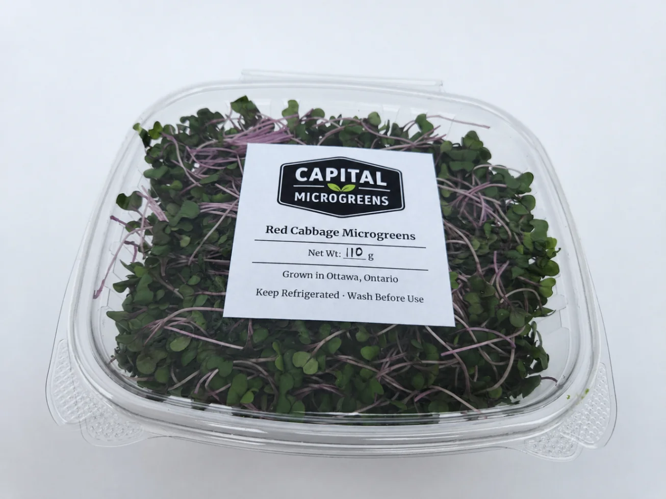Red Cabbage microgreens 4