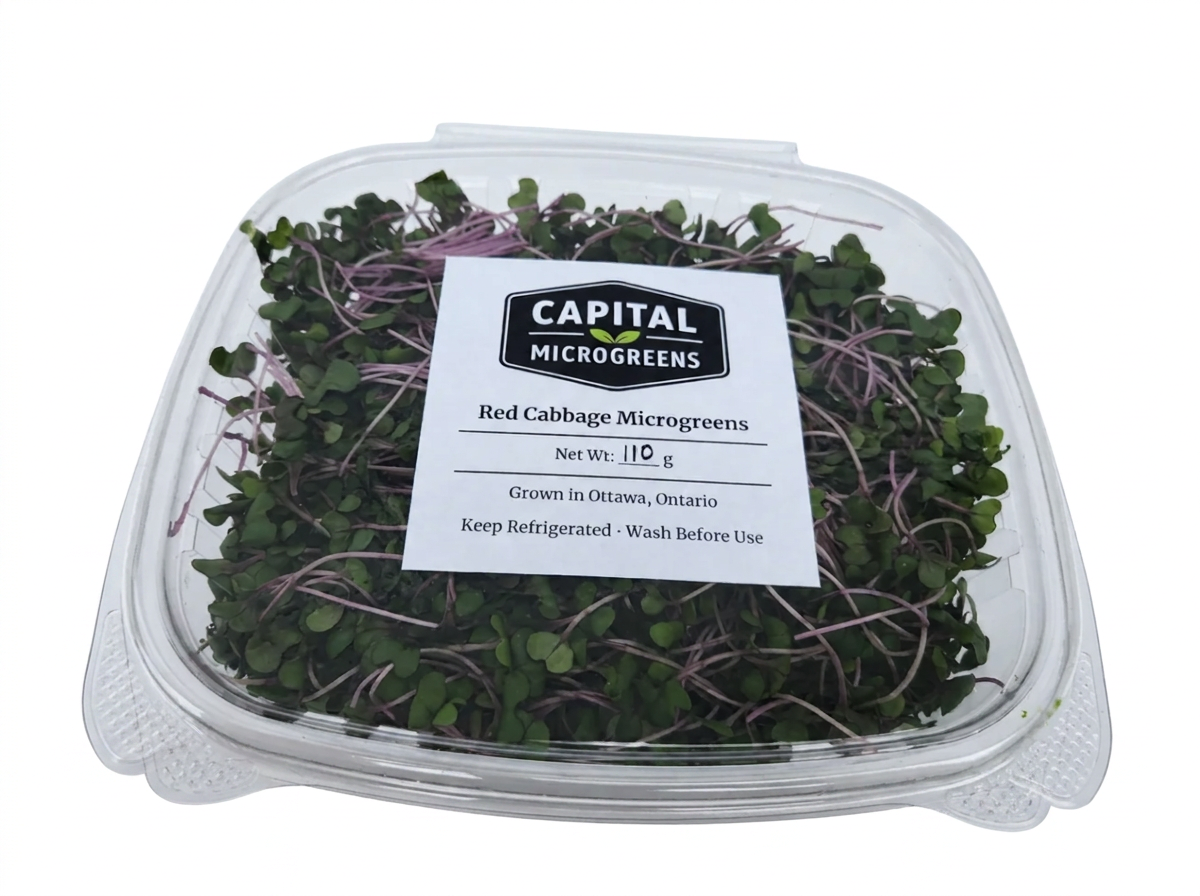 Red Cabbage microgreens 4