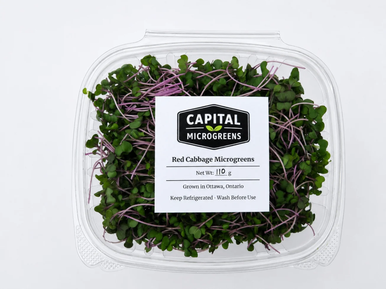 Red Cabbage microgreens 2
