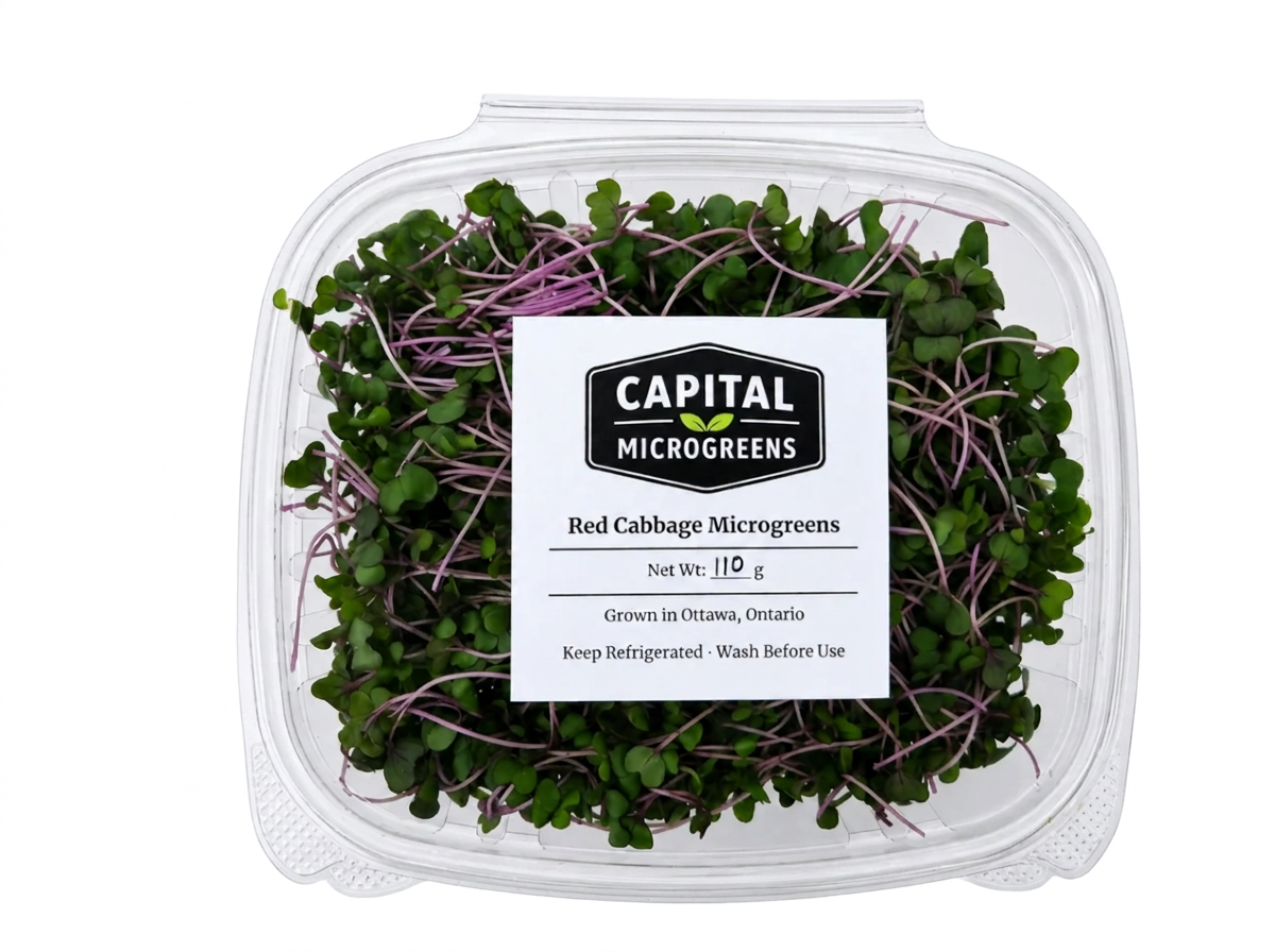 Red Cabbage microgreens 2