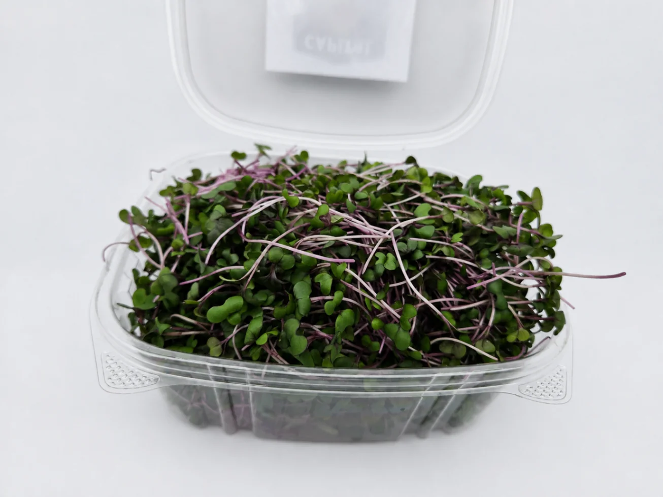 Red Cabbage microgreens 1