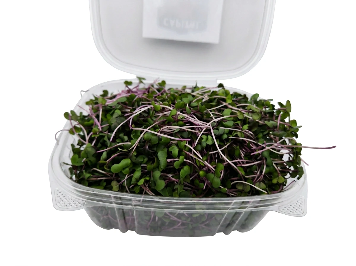 Red Cabbage microgreens 1