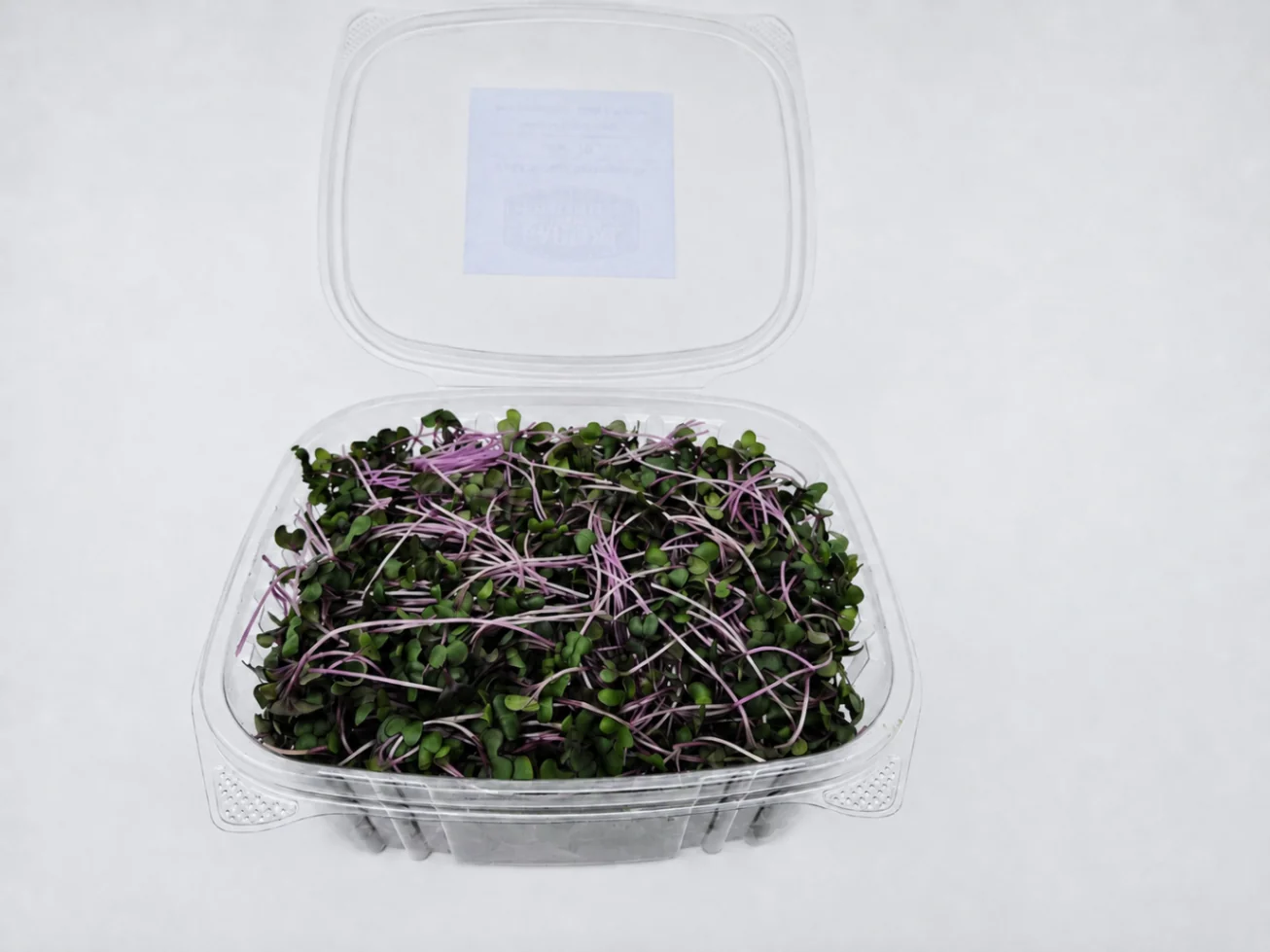 Red Cabbage microgreens 3