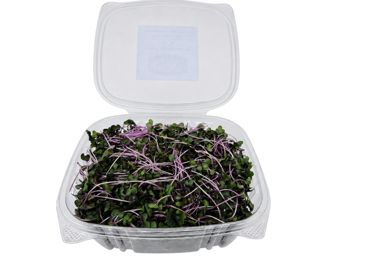 Red Cabbage microgreens 3